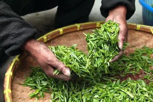 Historia herbaty - liście herbaty